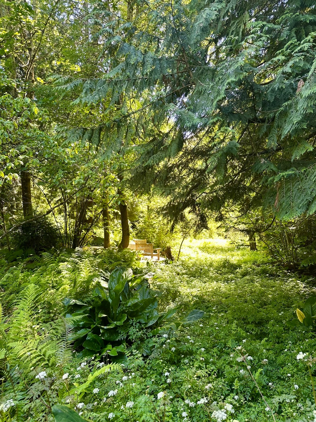 Sunlight filtering through trees onto a quiet bench in a wooded clearing